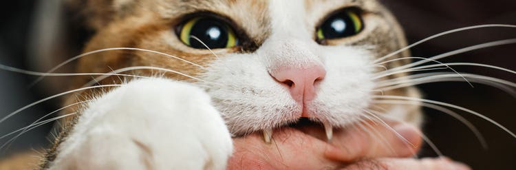24Petwatch Canada: Cat whiskers facts
