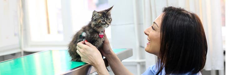 How To Choose The Right Veterinary Clinic For Your Pet around  thumbnail