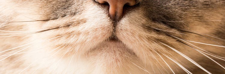 24Petwatch Canada: Cat whiskers facts