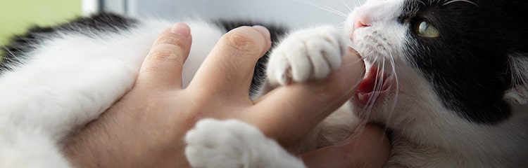 How can i stop my kitten from biting me online
