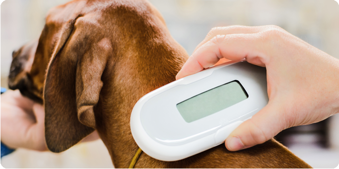Dog scanned for microchip with no information available