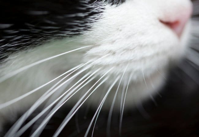 24Petwatch Canada: Cat whiskers facts