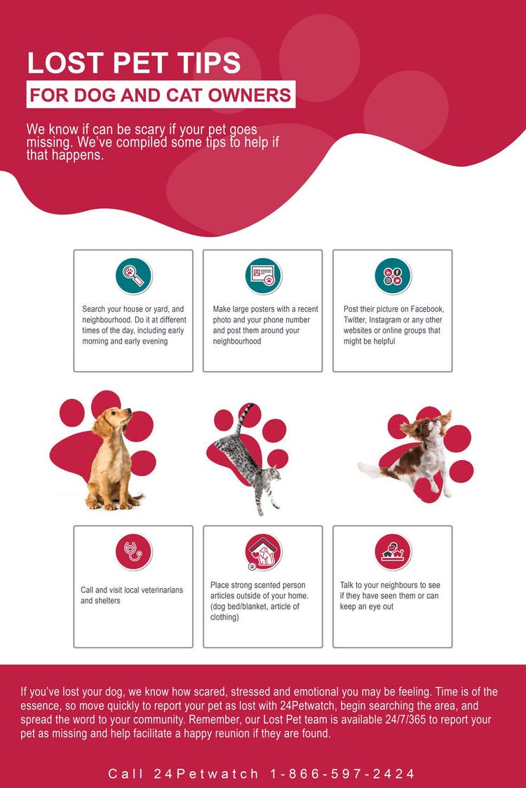 Lost-pet-tips-infographic-CA