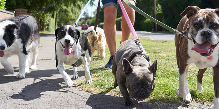 dog walker with 5 dogs