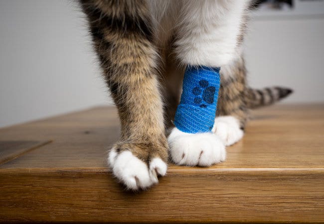 Is almond oil bad for cats online