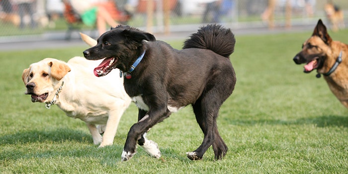 black mixed Labrador playing in dog park