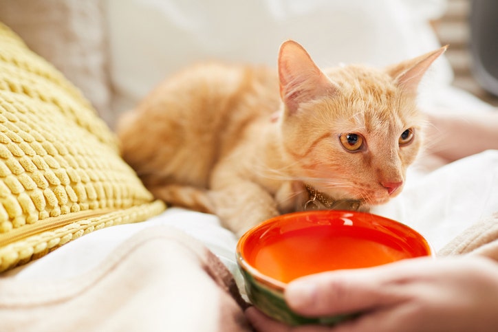 lady giving her cat water