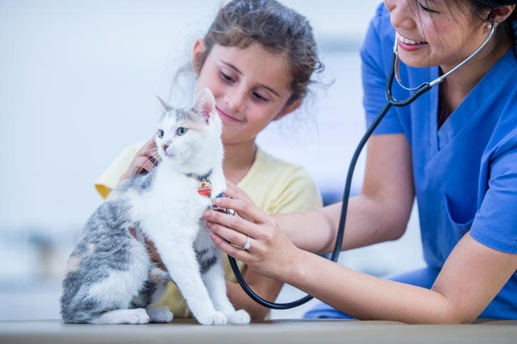 Cat at vet