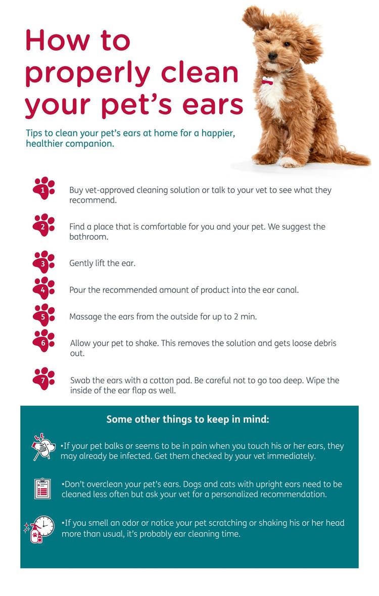 Inforgraphic on how to properly clean your pet's ears