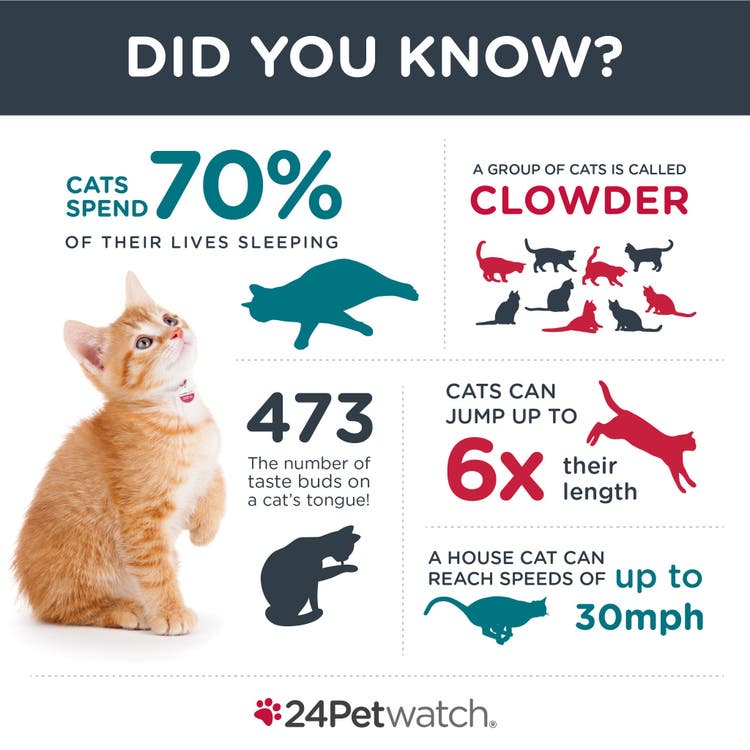 Amazing Cat Facts Infographic