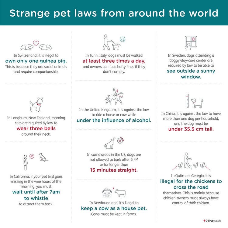 Strange-Pet-Laws_Infographic