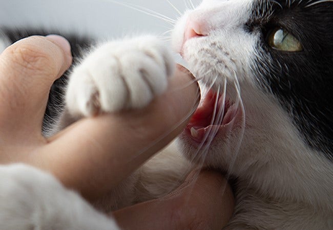 24Petwatch Canada How to stop your cat from biting