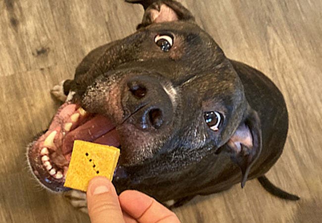 24Petwatch Canada DIY hypoallergenic dog treat recipes The ultimate guide
