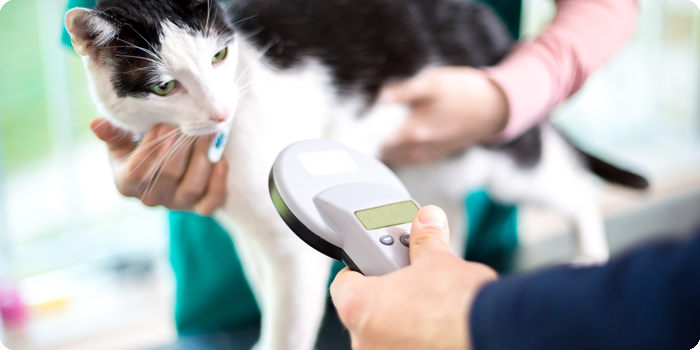 Cat being scanned for microchip