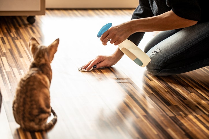 Cat urinating outside of litterbox