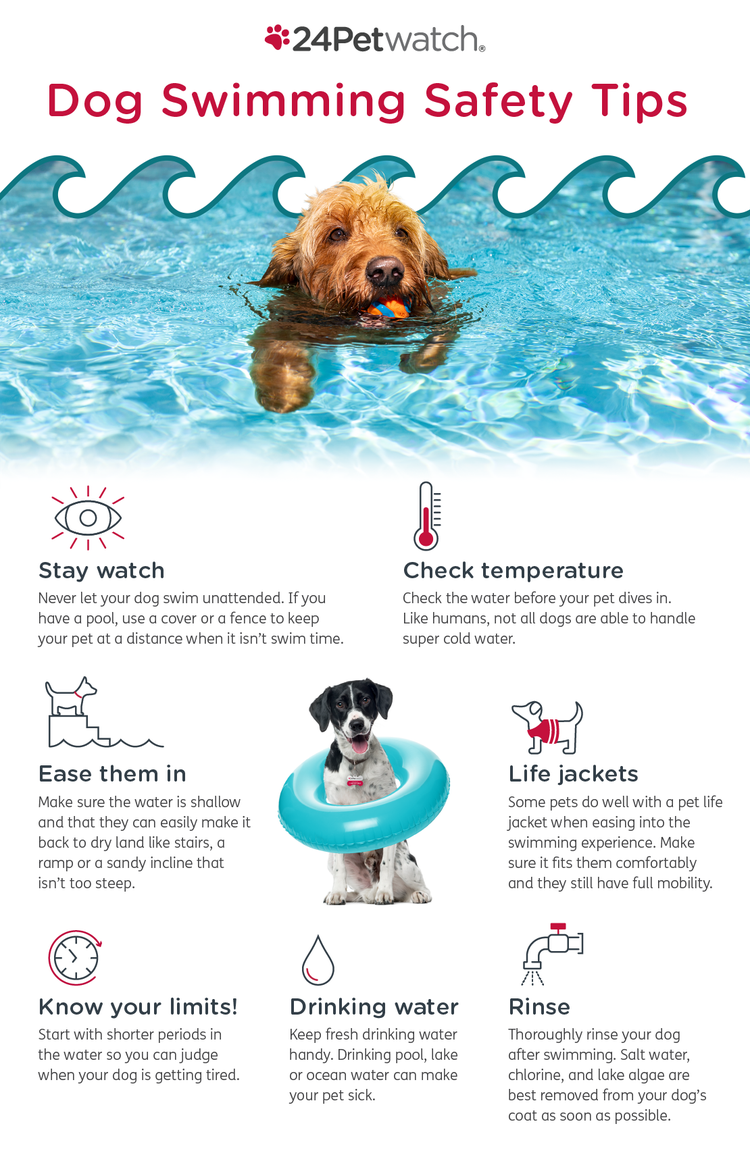 Dog swimming safety tips infographic