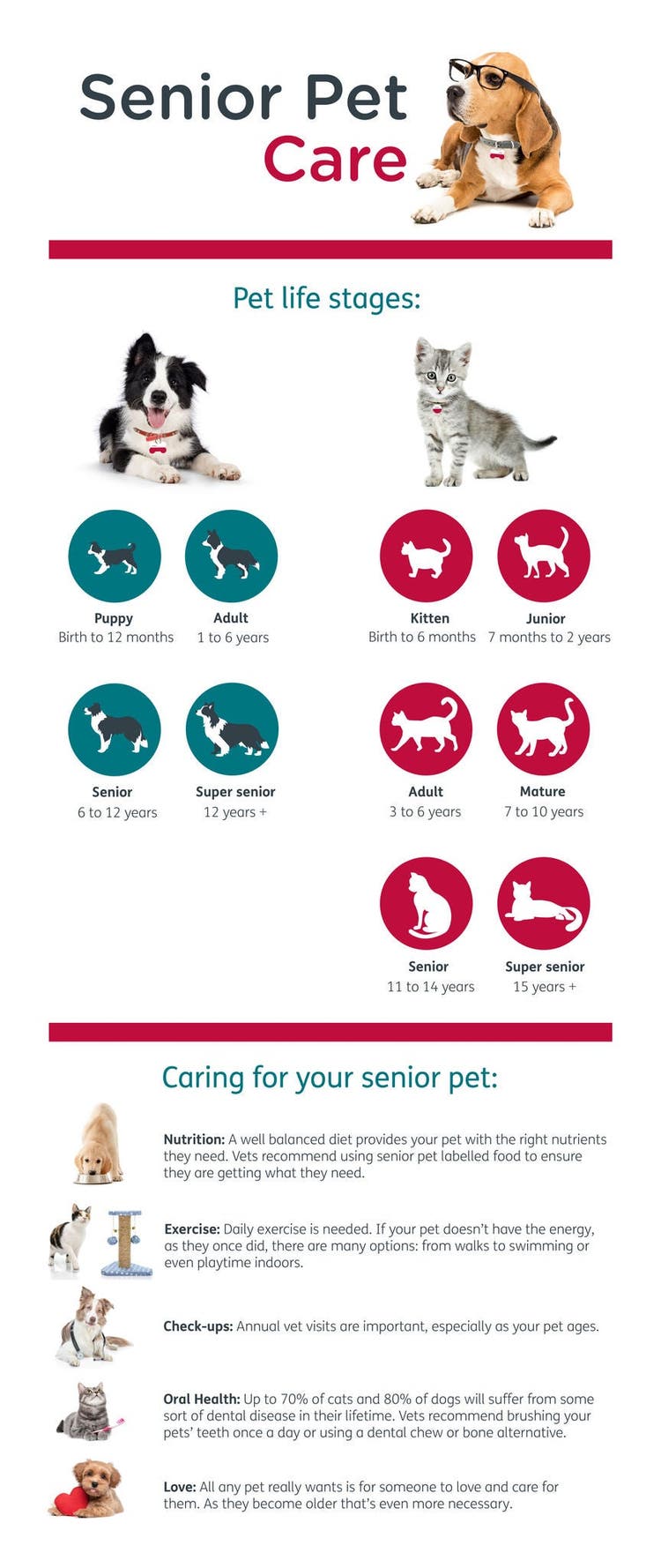 Senior Pet Care Infographic