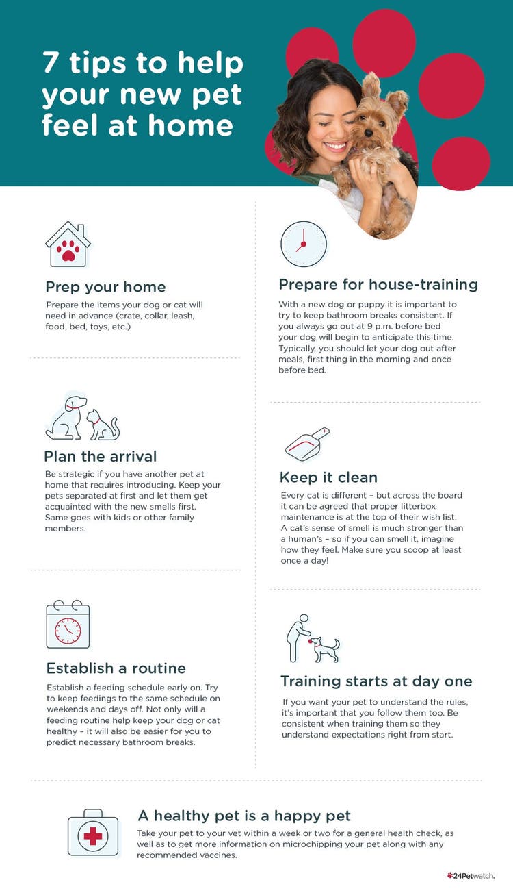 Make your new pet feel at home infograph