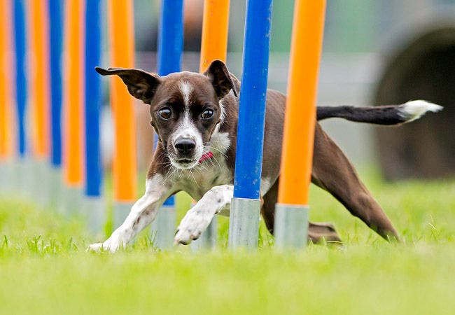Dog agility gifts top