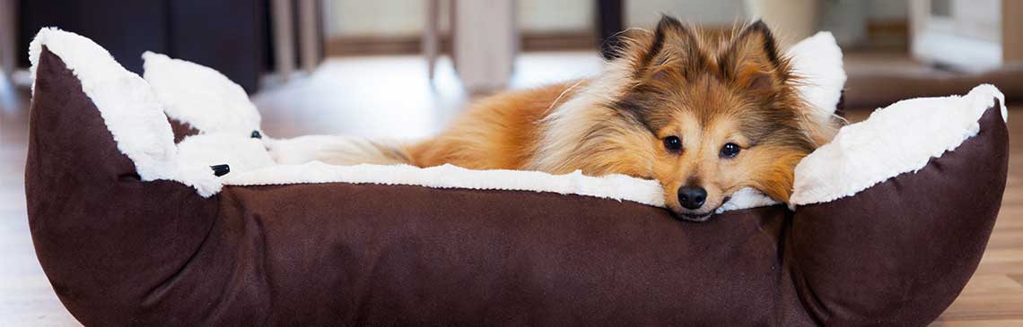 Sheltie dog laying in it's comfy bed