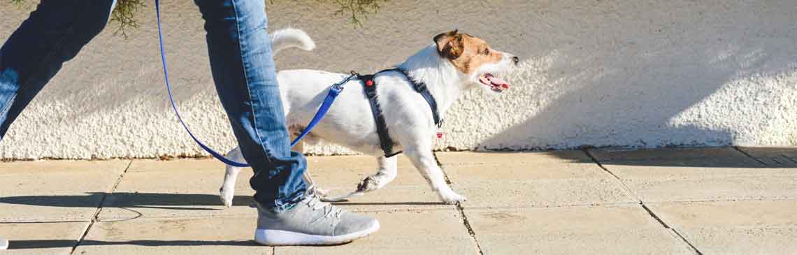 Dog walker strides with his pet on leash while walking at street pavement