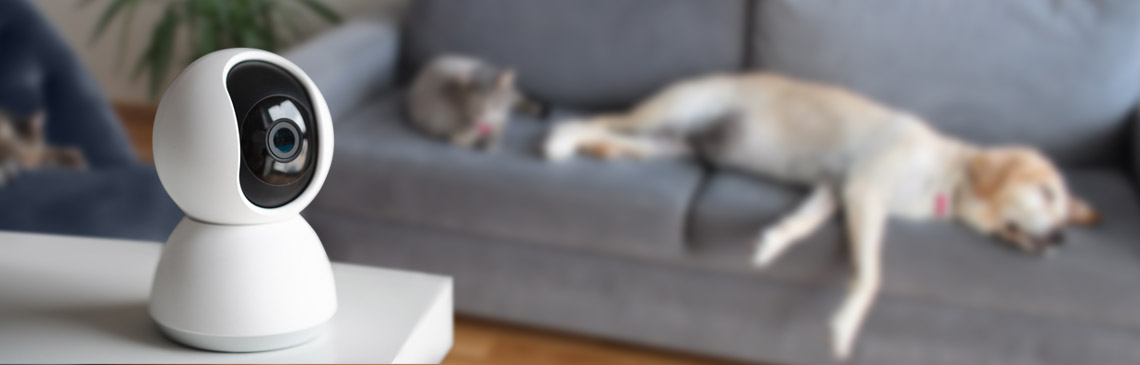 Pets napping by pet camera