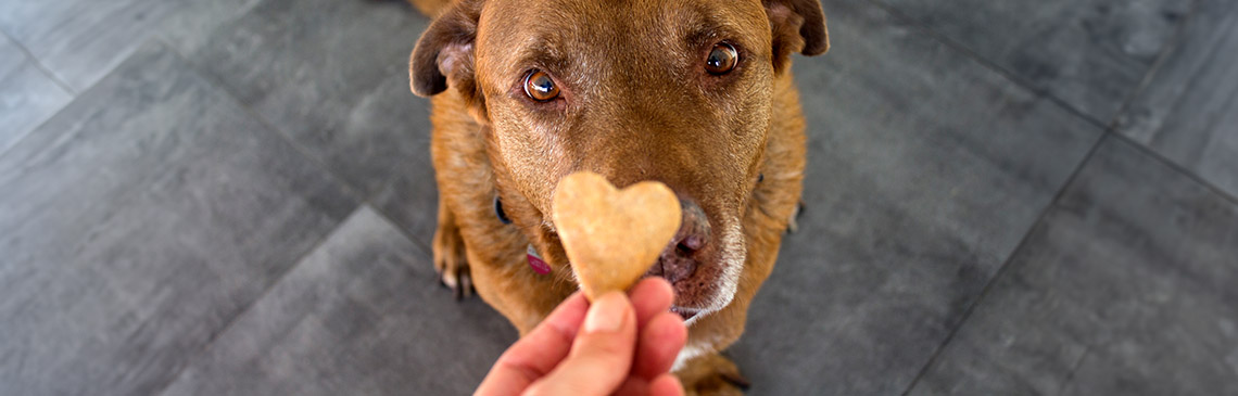 Dog with pet friendly homemade treat