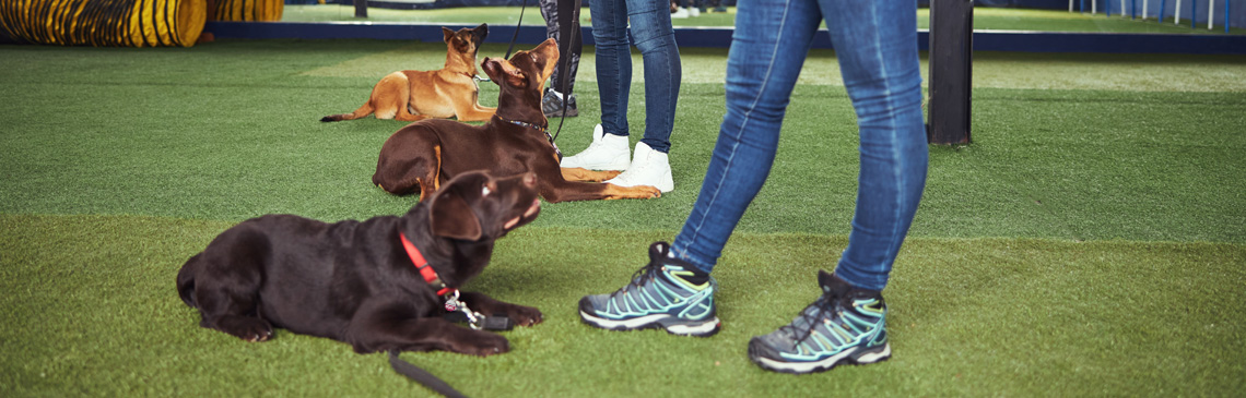 Obedient dogs undergoing group dog training