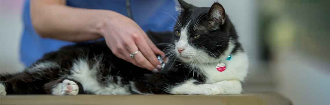 A cat is laying indoors in a vet's office. The vet is leaning over the cat and checking its heart rate with a stethoscope.