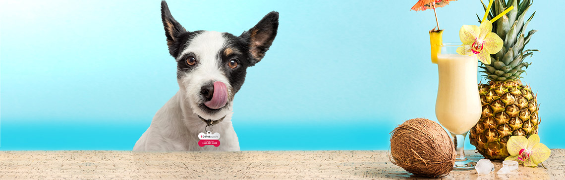 Pina colada tasty treat for dog