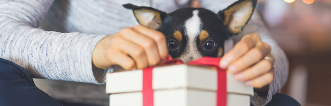 Dog with present