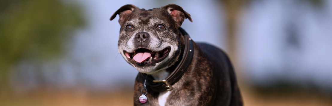Dog wearing collar with tag