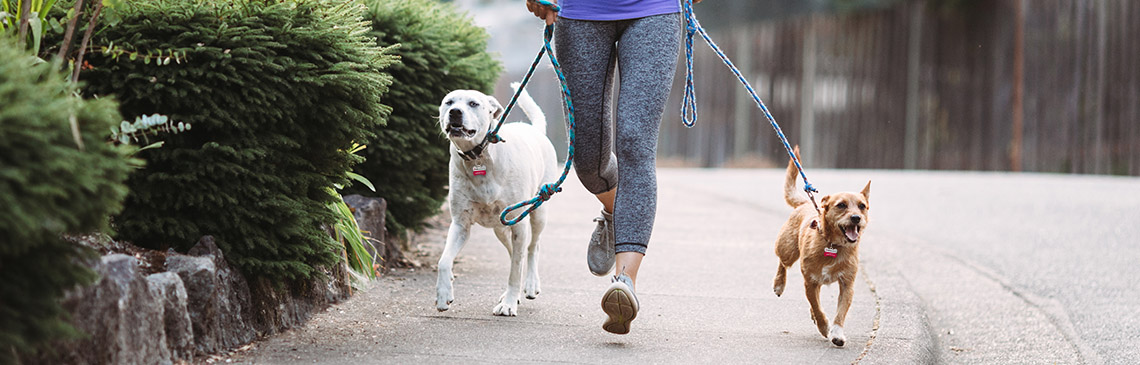 How to walk multiple dogs at a time