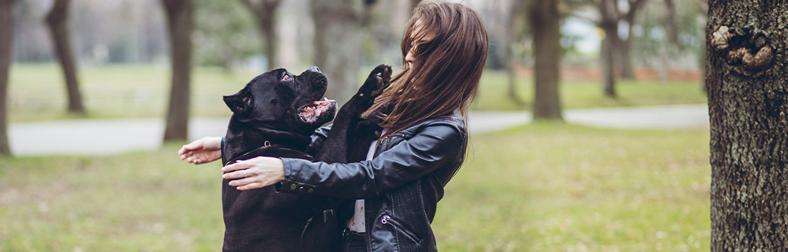 Large black Mastiff dog jumping on woman