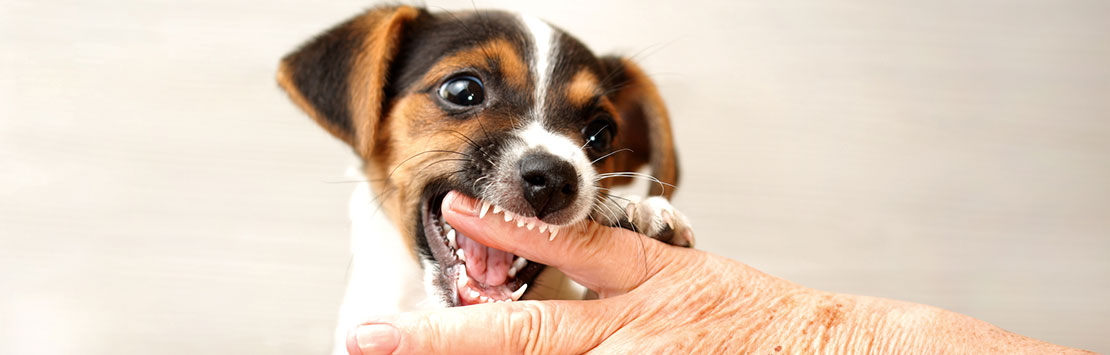 Dog nipping at a hand