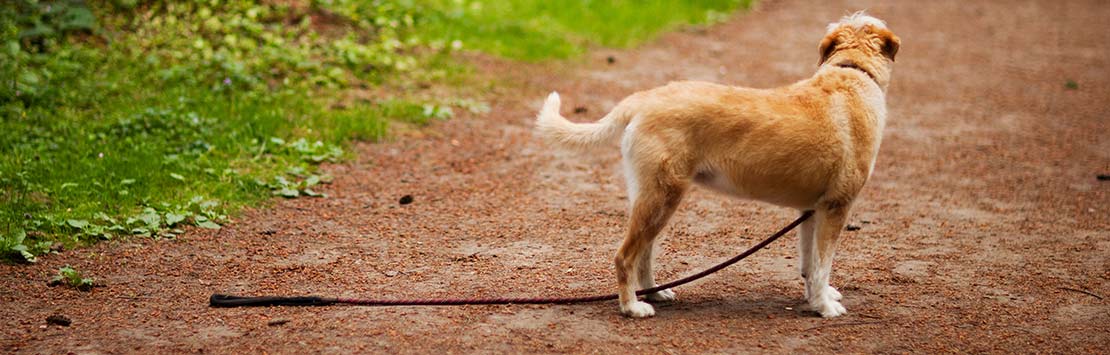 Lost dog wearing a leash