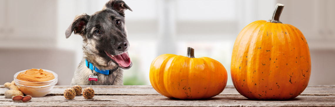 Puppy next to pumpkin treats
