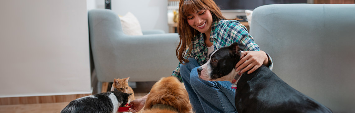 Pet sitter playing with pets