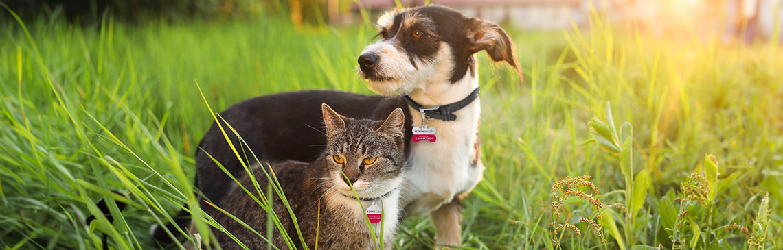 Senior dog and cat