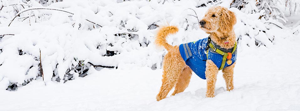 dog in snow