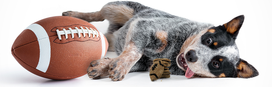 Dog laying down next to a football with tongue out, staring at homemade dog treats