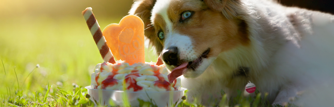 Australian Shepherd dog licking on an ice cream