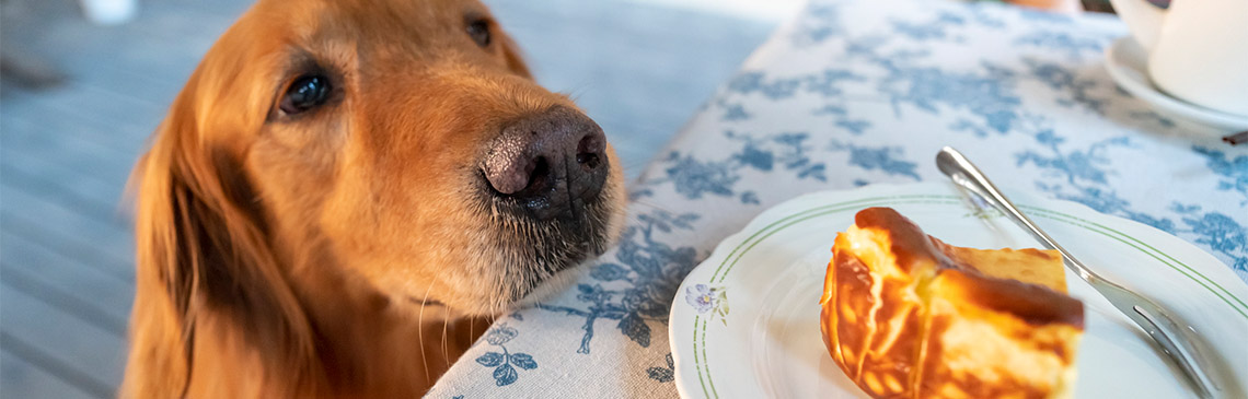 Dog near plate of food