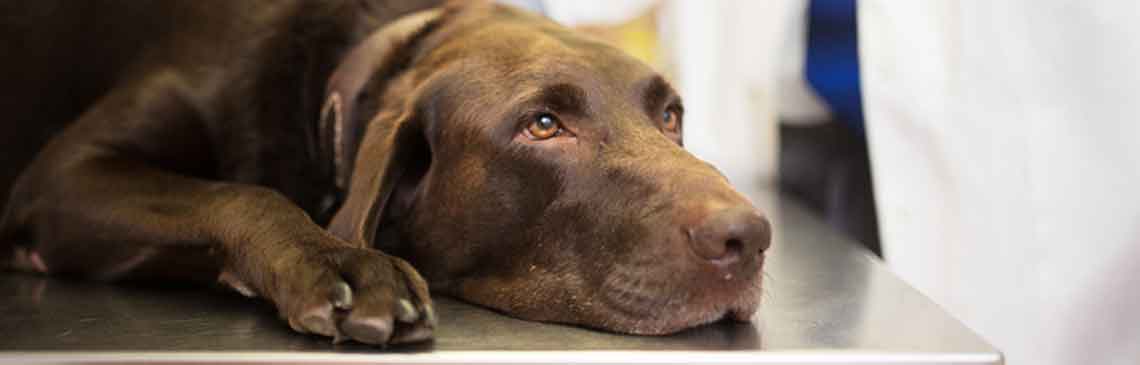 Vet and Labrador retriever