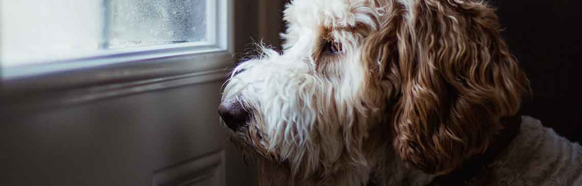 Scared dog looking out window