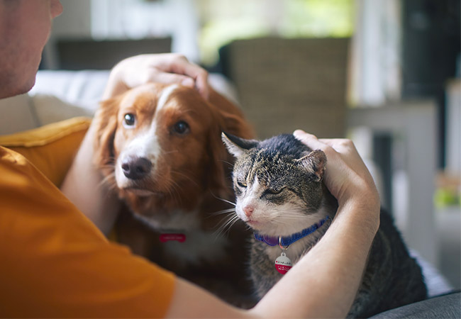 Senior Pet Care_Preview.jpg
