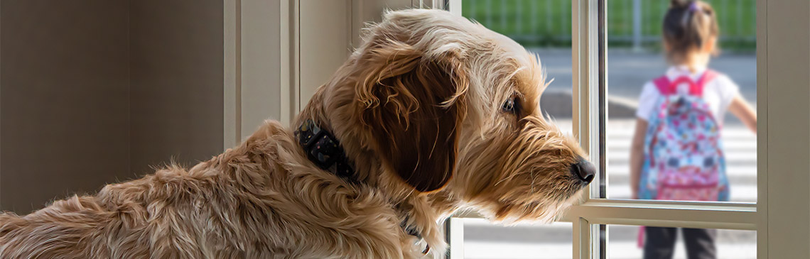 Dog looking out the window