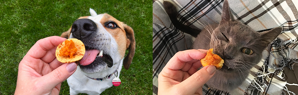 Collage with hand holding pumpkin cheesecake treat for excited dog and cat