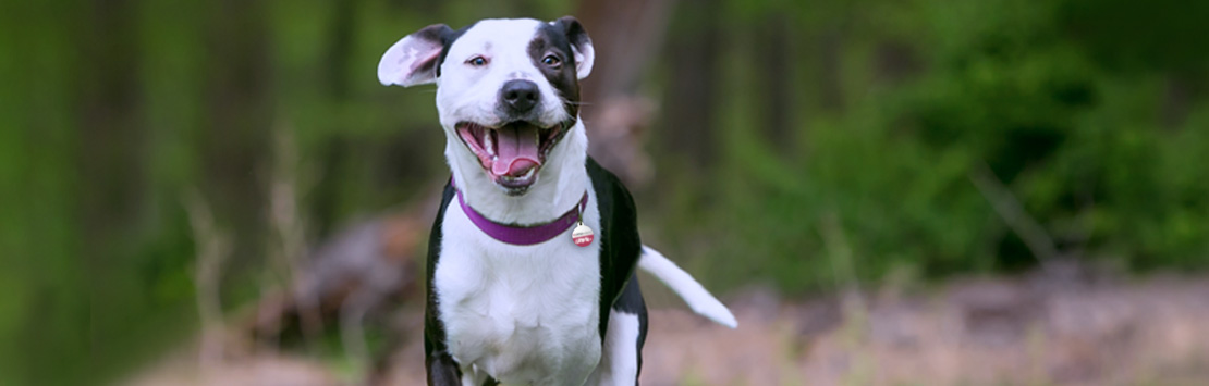 Running dog wearing collar with tag