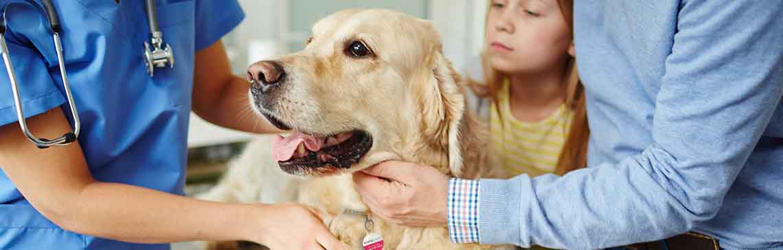 large dog on examination table surrounded by Veterinary and Pet Parents